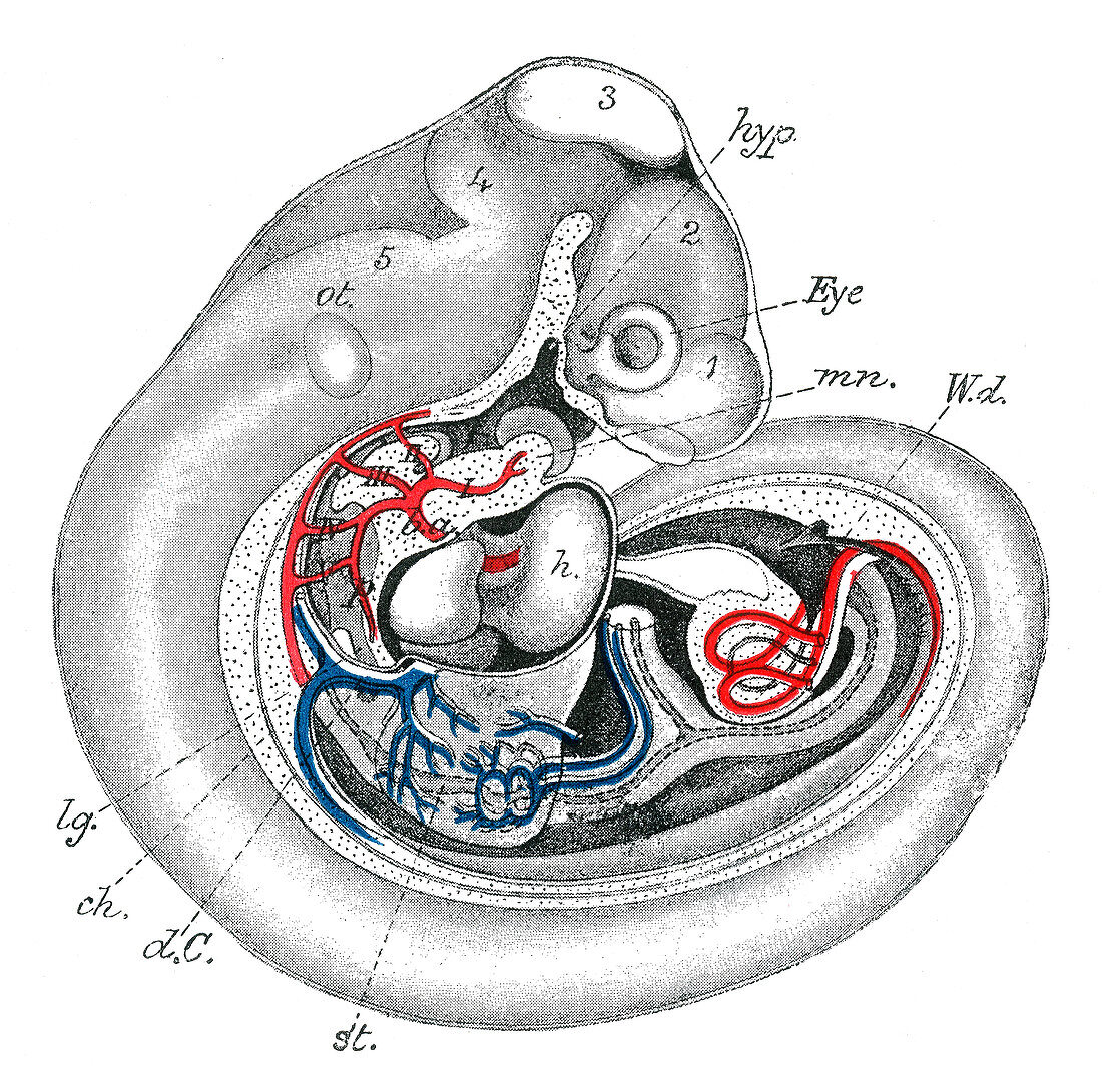 Human Embryo, 3 to 4 Weeks
