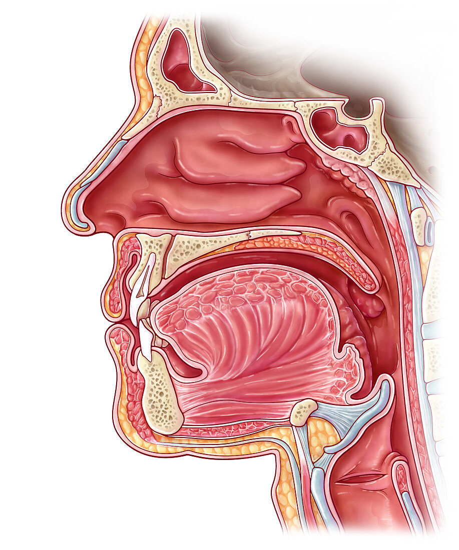 Nasal Cavity, Illustration