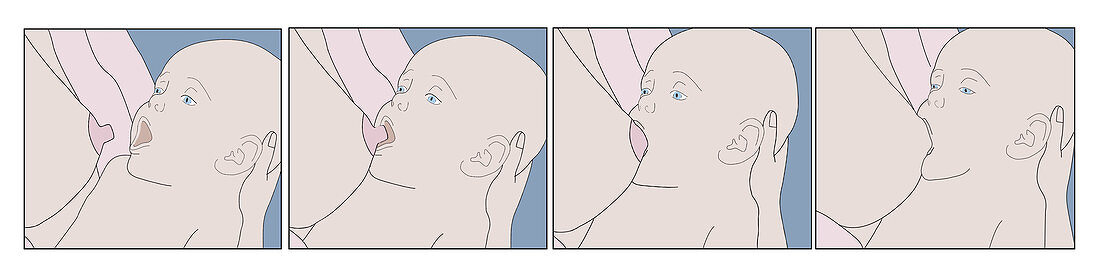Breastfeeding, Illustration