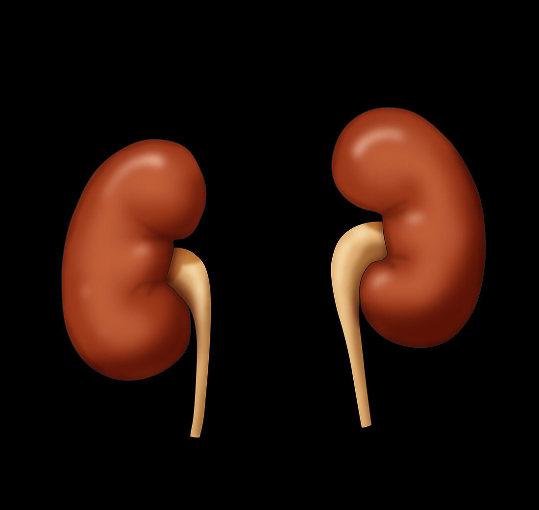 Kidneys, Illustration