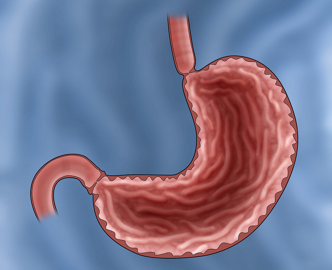 Illustration of a Healthy Stomach