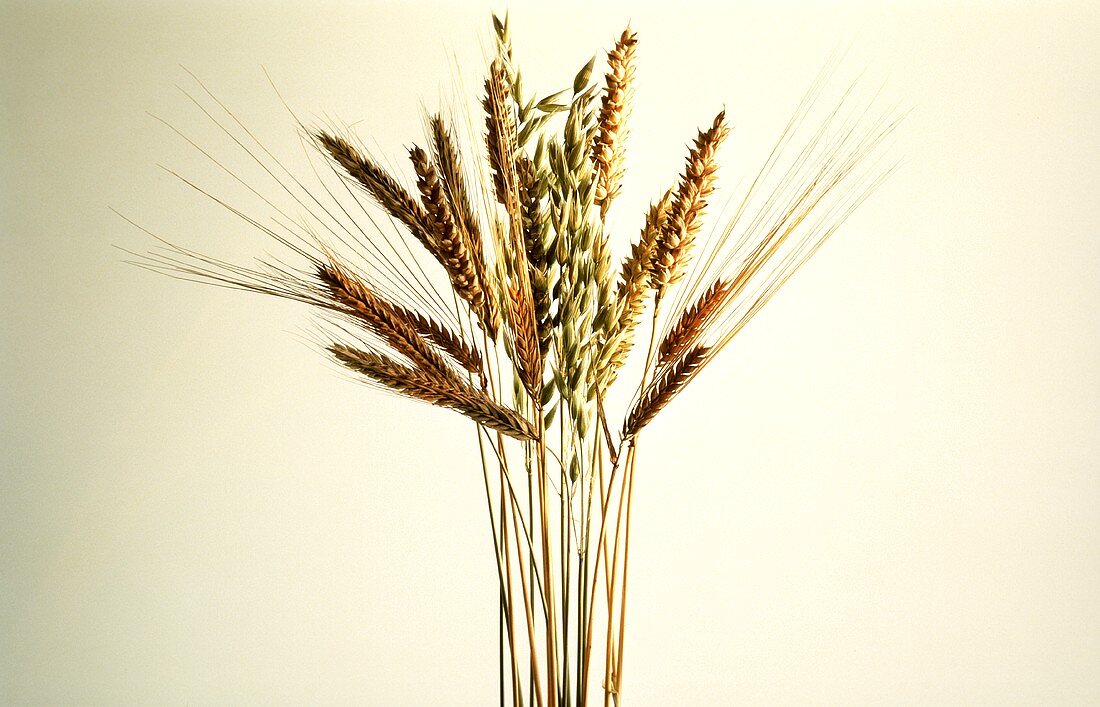 Kleiner Strauß Getreideähren: Weizen,Gerste,Hafer,Roggen