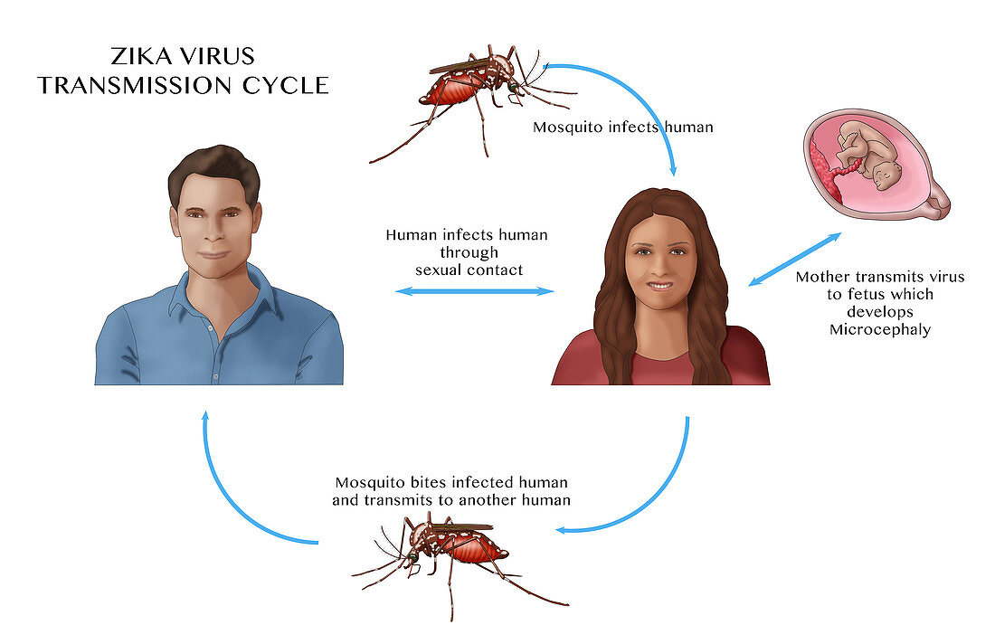 Zika Transmission Cycle, Illustration