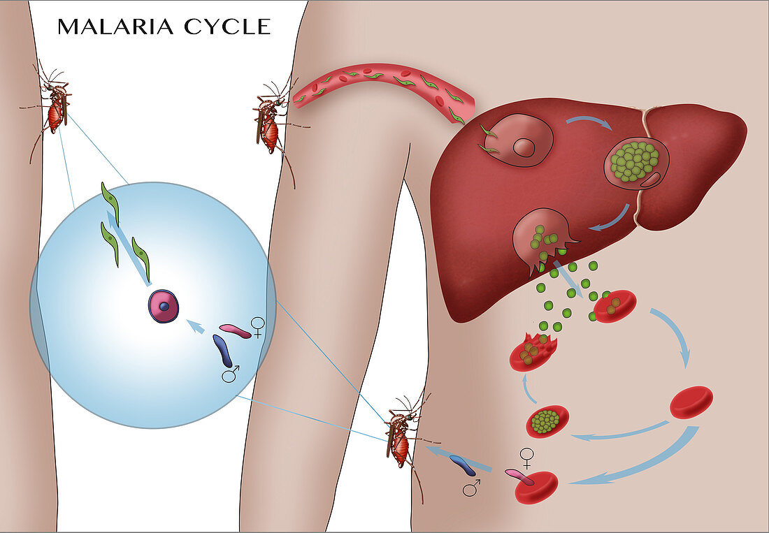 Malaria Cycle, Illustration