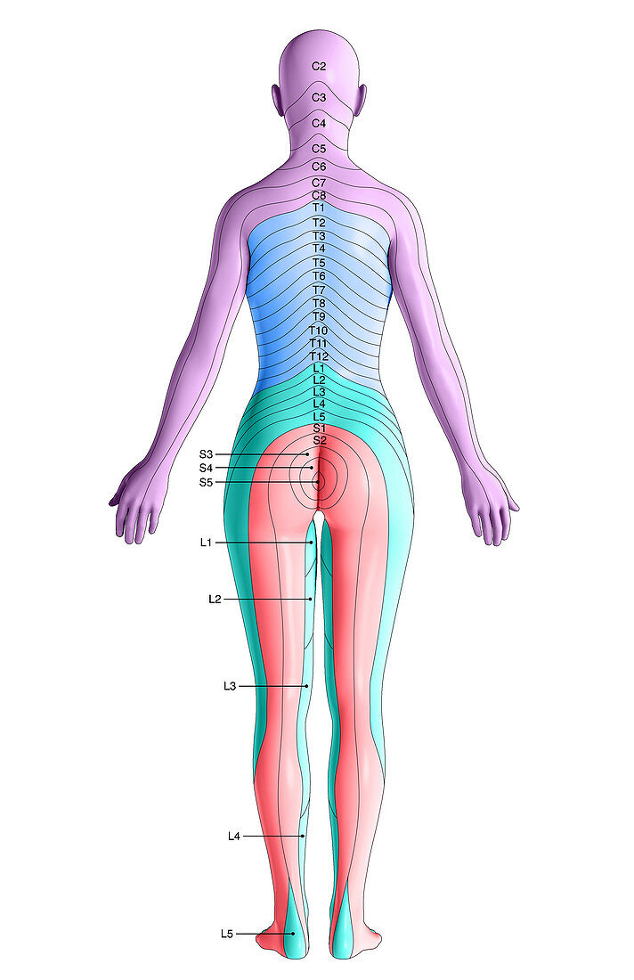 Dermatomes Posterior View Bild Kaufen 12636856 Science Photo Library