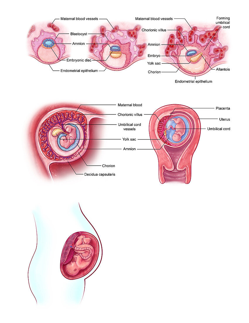 Embryo Implantation, Illustration