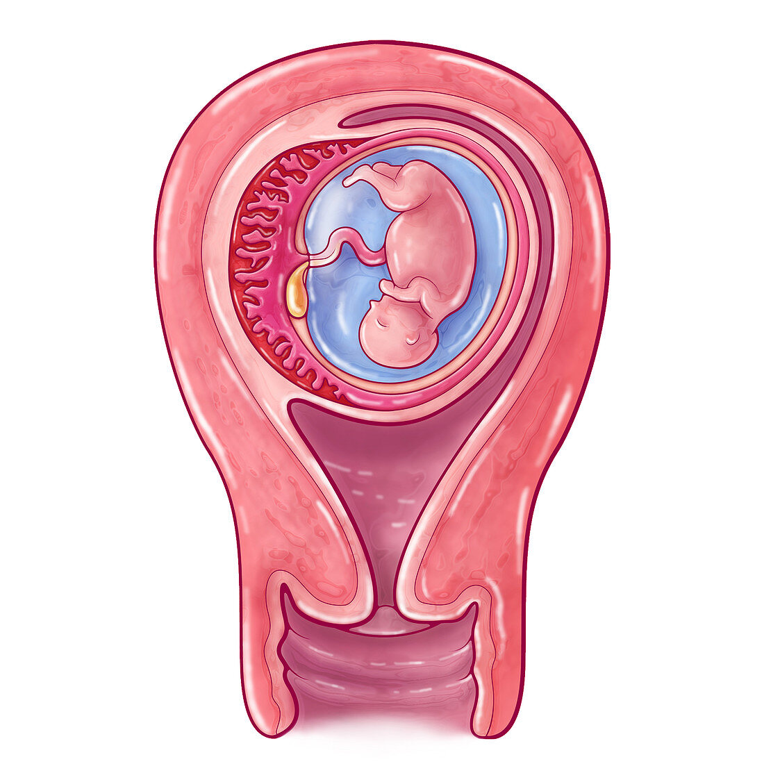 Pregnancy Illustration, 13 Weeks