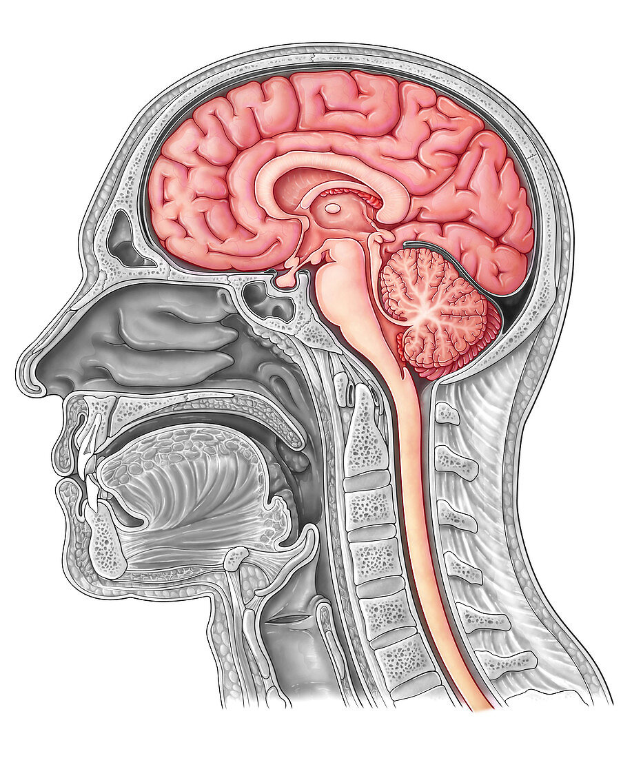 Midsagittal Brain, Illustration