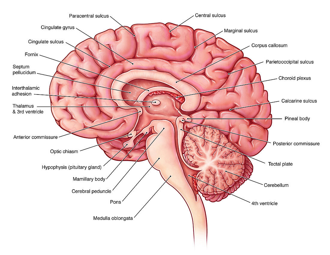 Brain Sagittal Section, Illustration