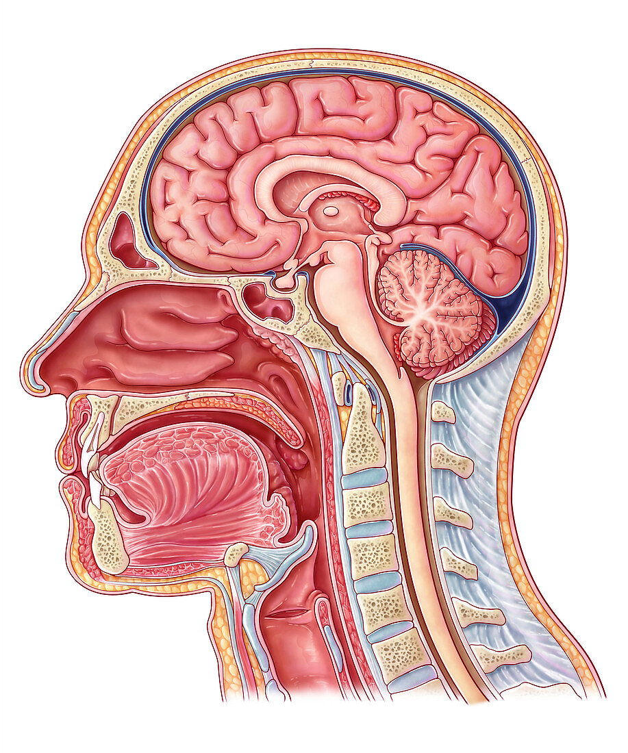 Midsagittal Section, Illustration