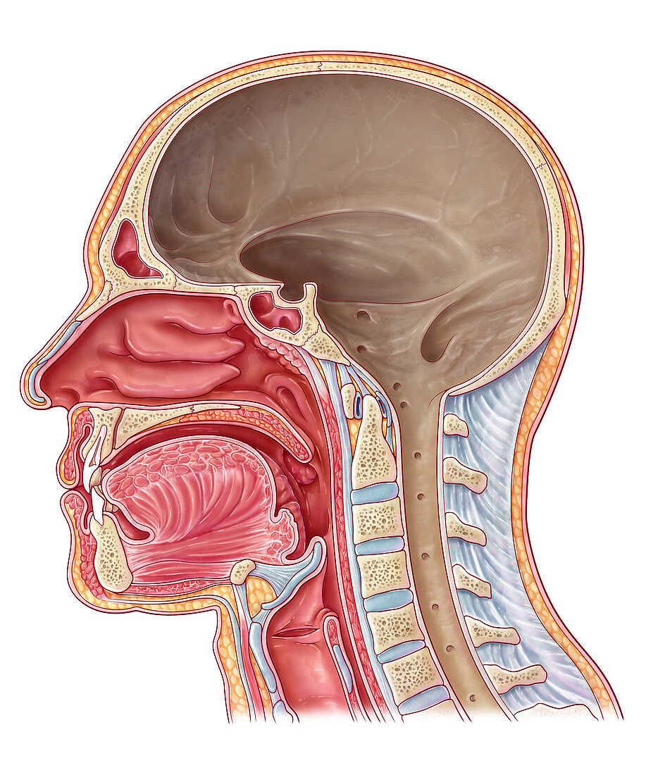 Cranial Cavity, Illustration