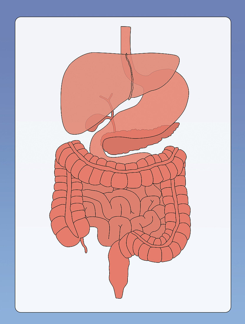 Normal Digestive System