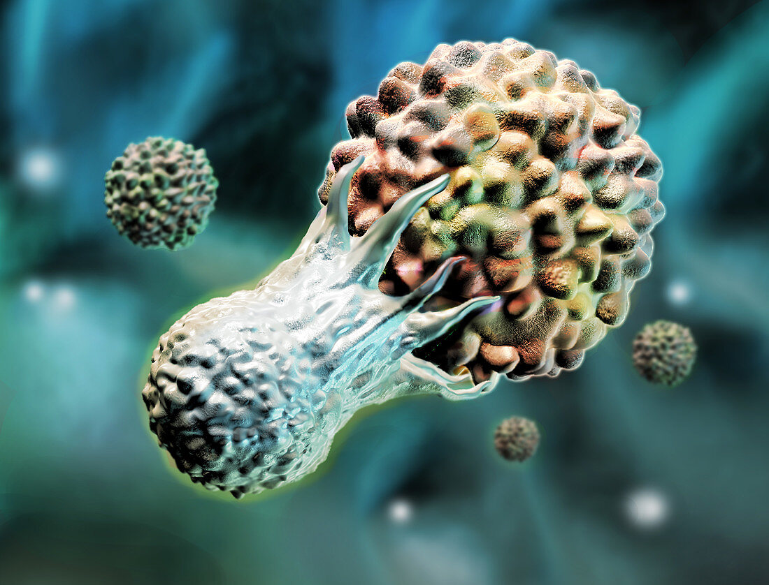 T-Cell attacking a cancer cell, Illustration