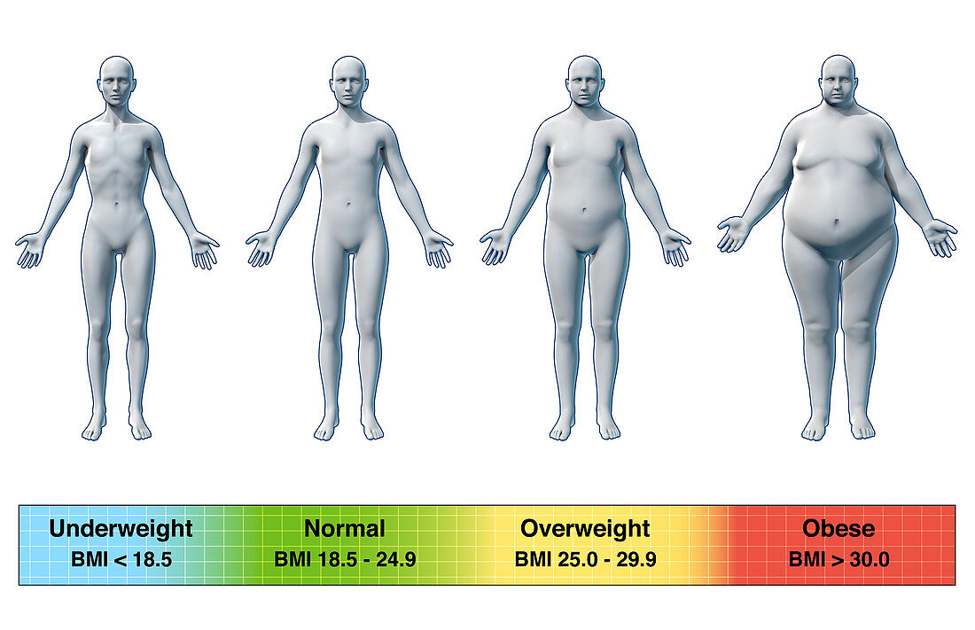 Body Mass Index, Male Body