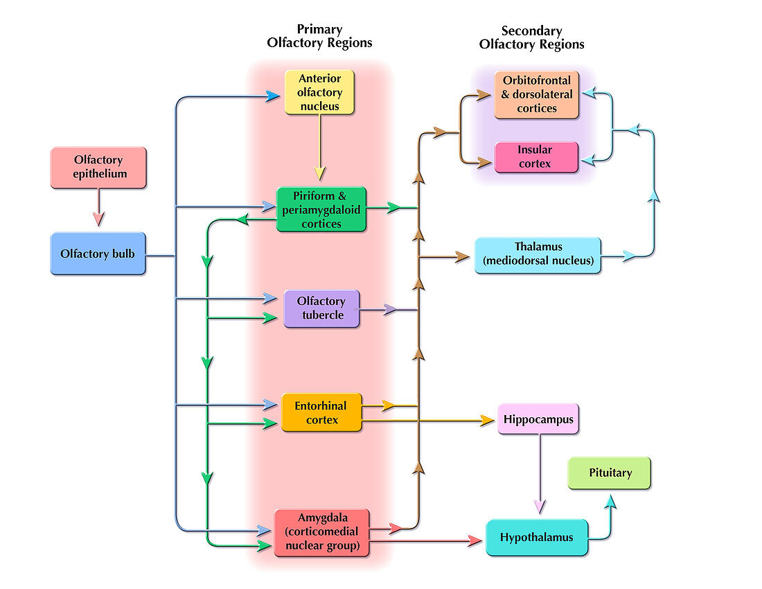 Cholinergic Pathway