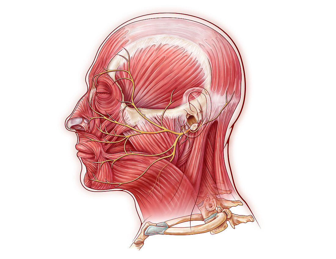 Facial Nerve, illustration