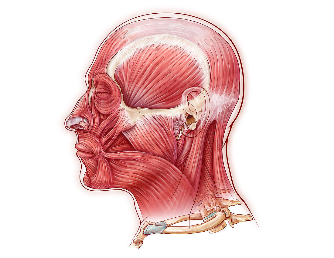 Facial Muscles, illustration