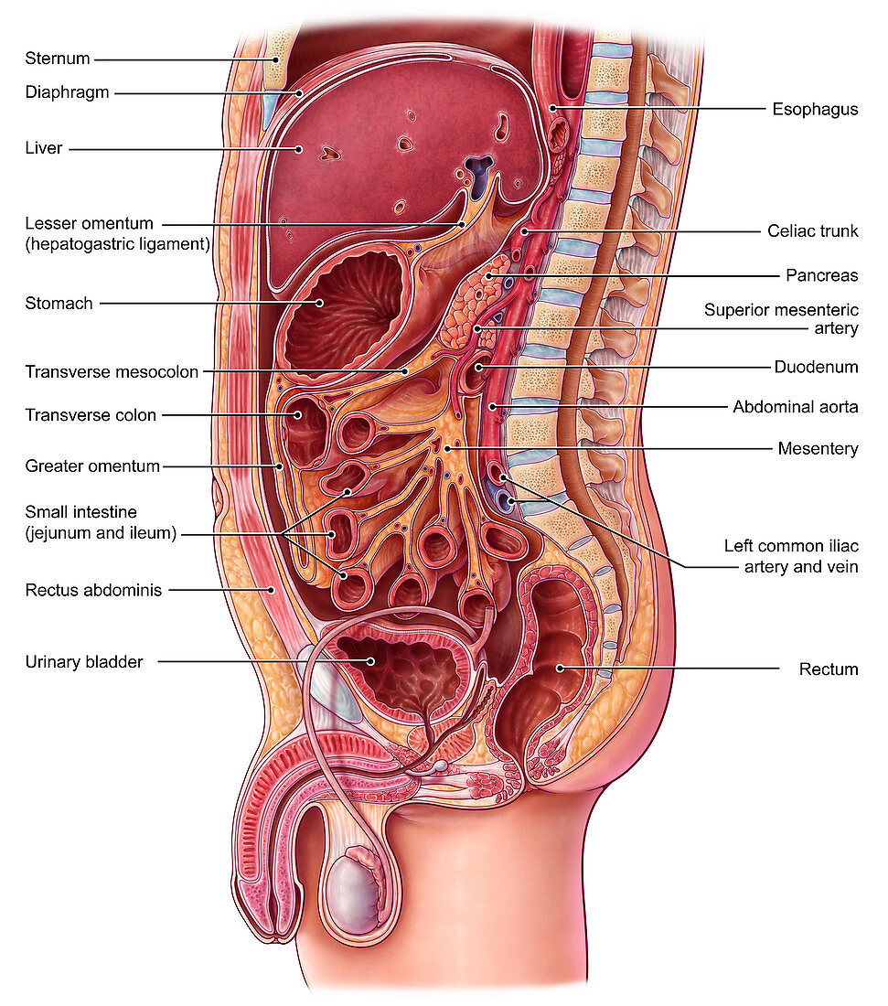 Abdominal Organs, Illustration