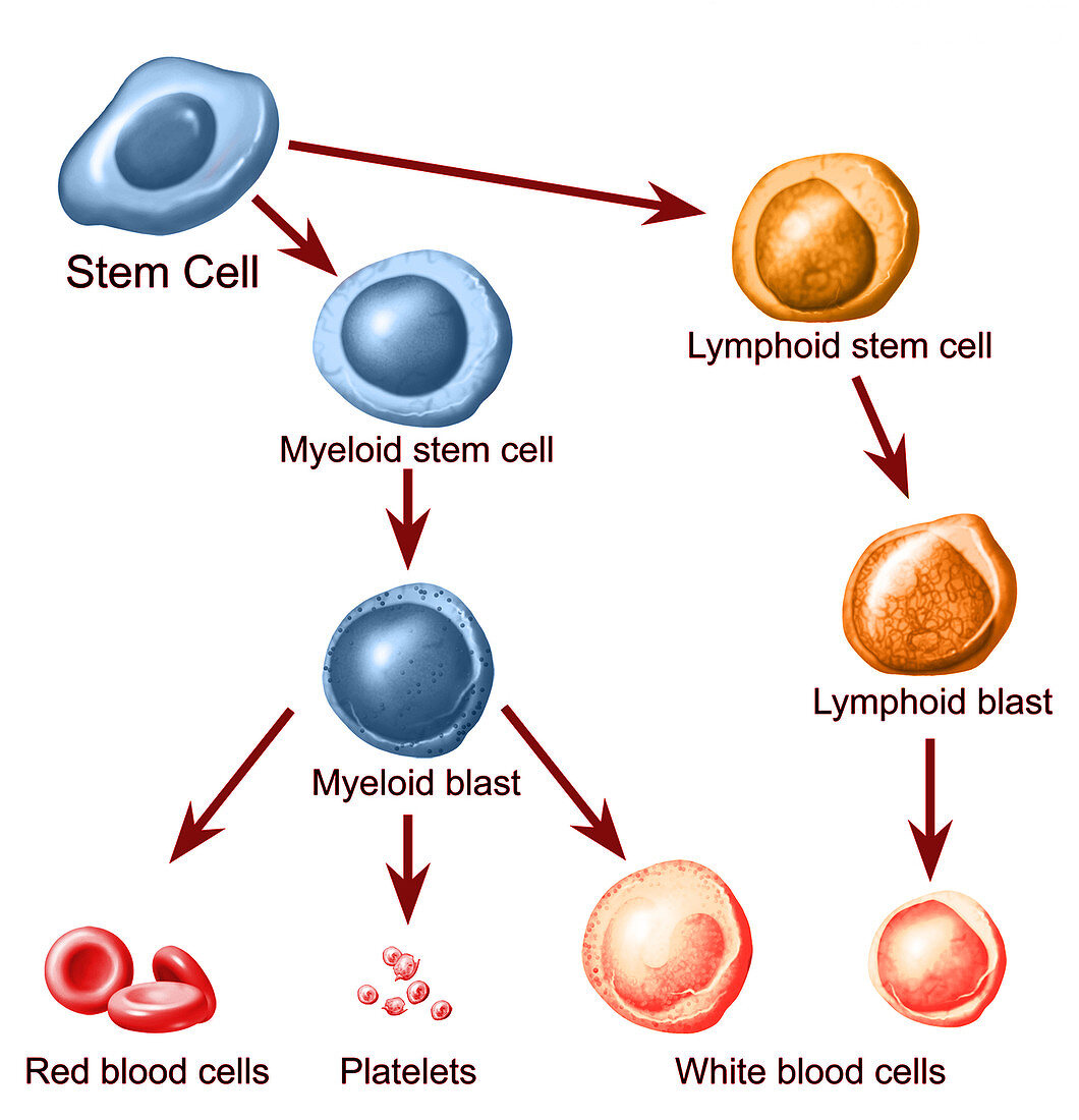Stem Cells Maturing, Illustration
