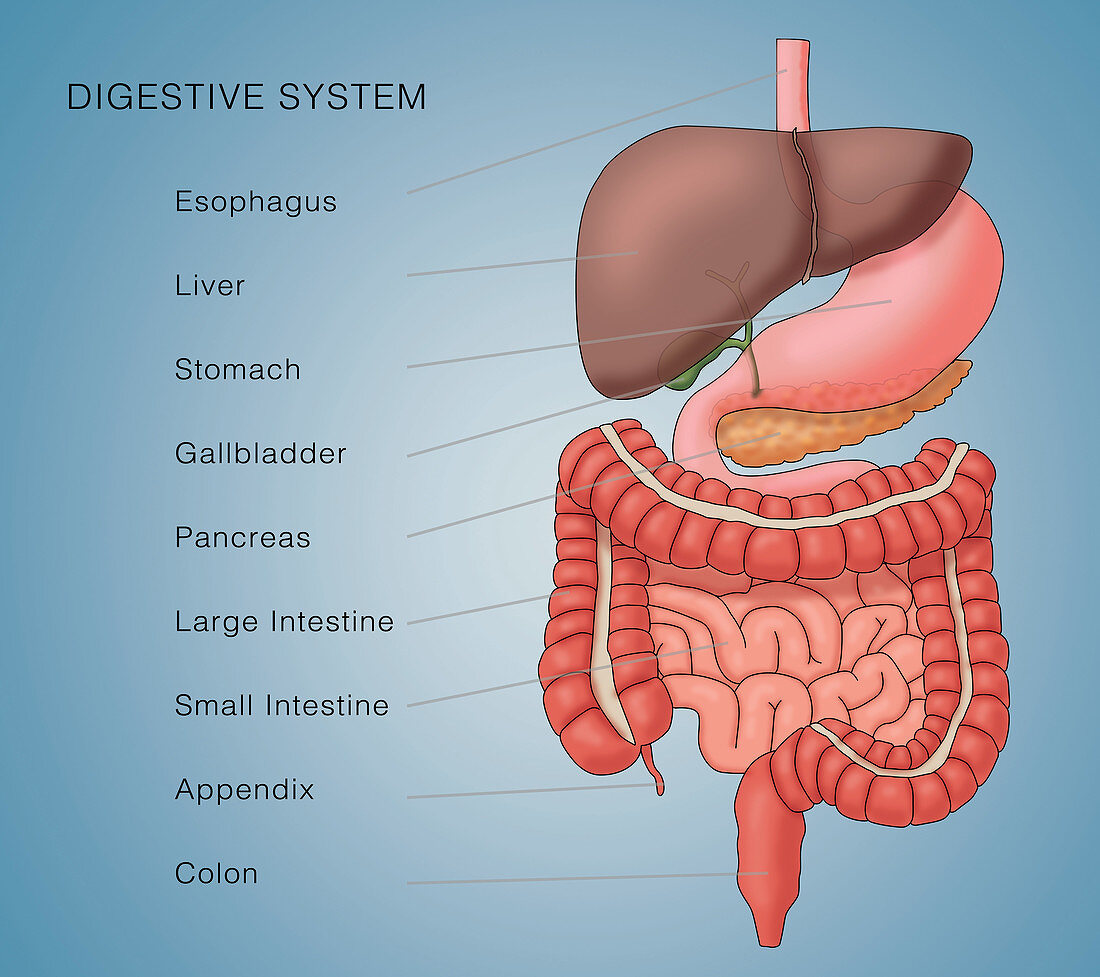 Anatomy of Digestive System, Illustration