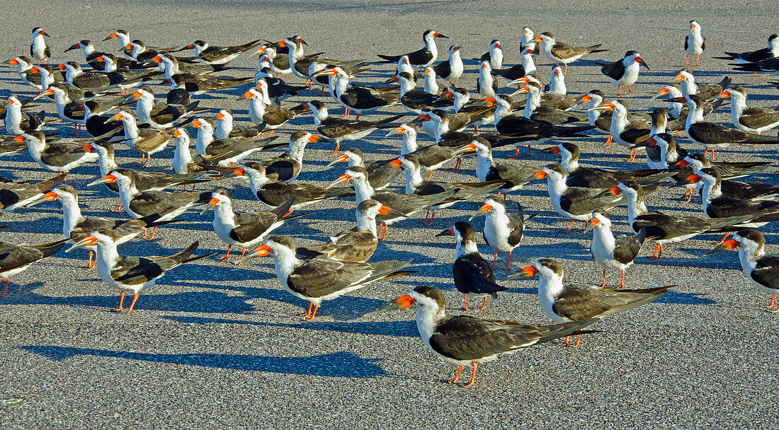 Black Skimmers