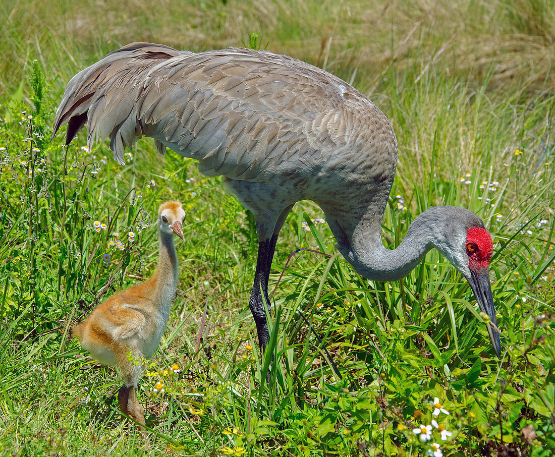 Florida Sandhill Crane with Colt (chick)