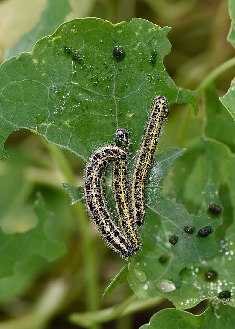 Large white butterfly caterpillars