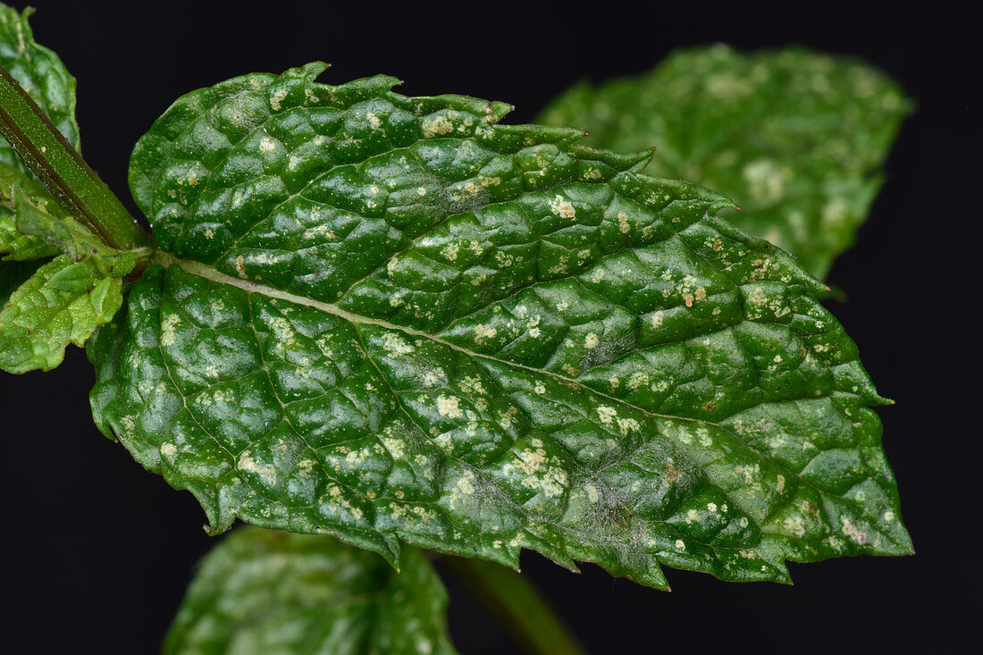 Sage leaf hopper damage to mint
