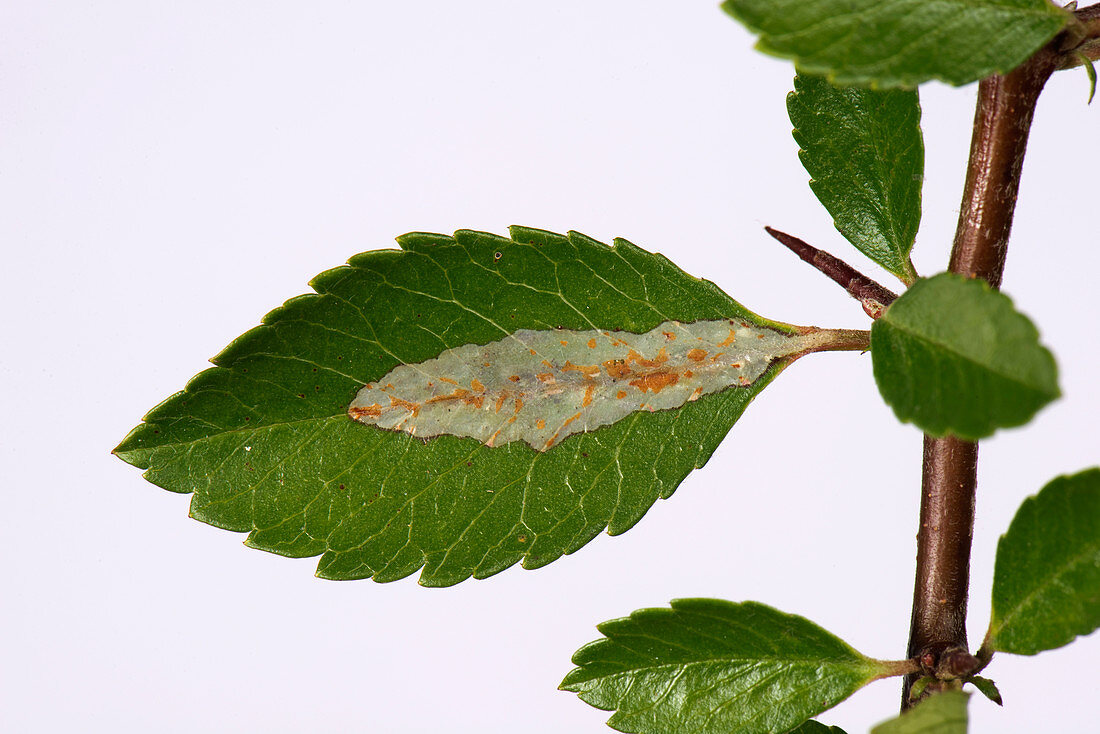 Leaf miner damage to Pyracantha