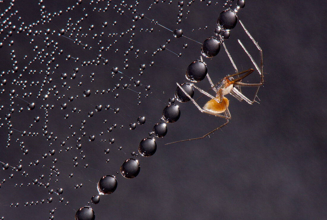 Cave sheet-web spider