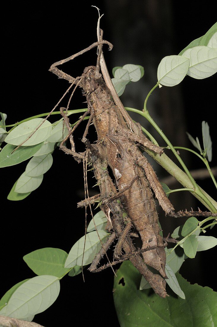 Stick insects (Haaniella echinata)