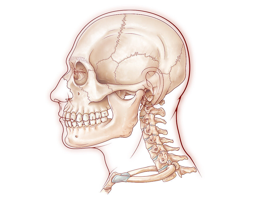 Skull and Cervical Vertebrae, Illustration