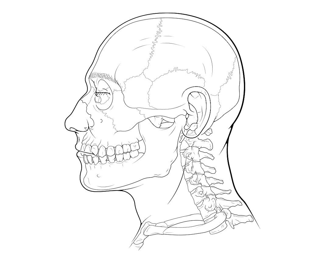 Skull and Cervical Vertebrae, Illustration