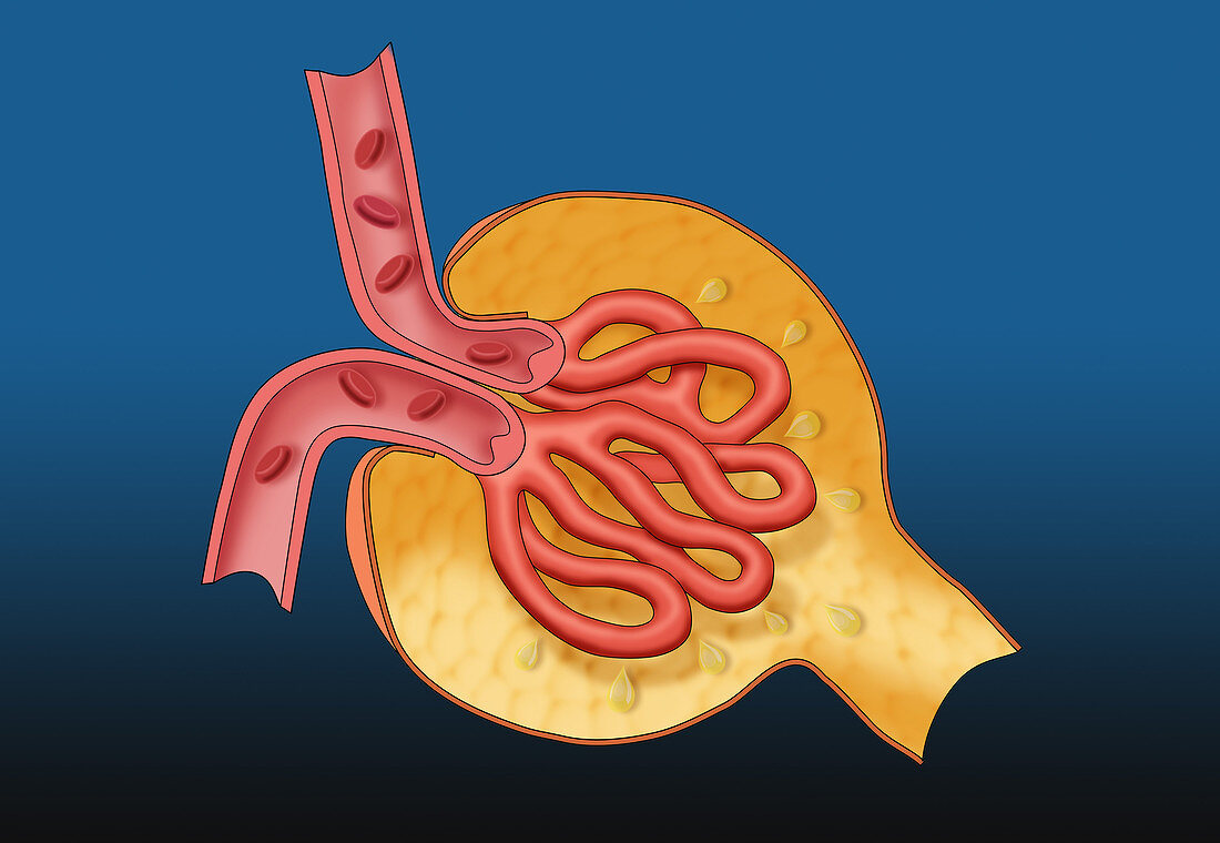 Glomerulus, Illustration