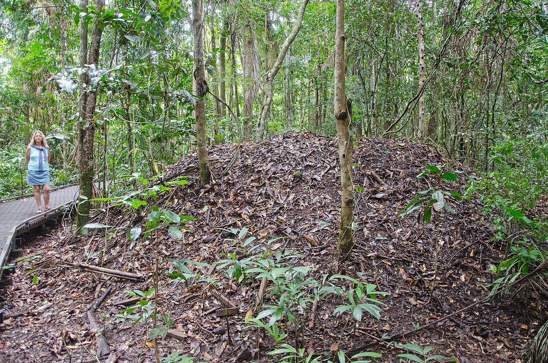 Megapode Mound Nest