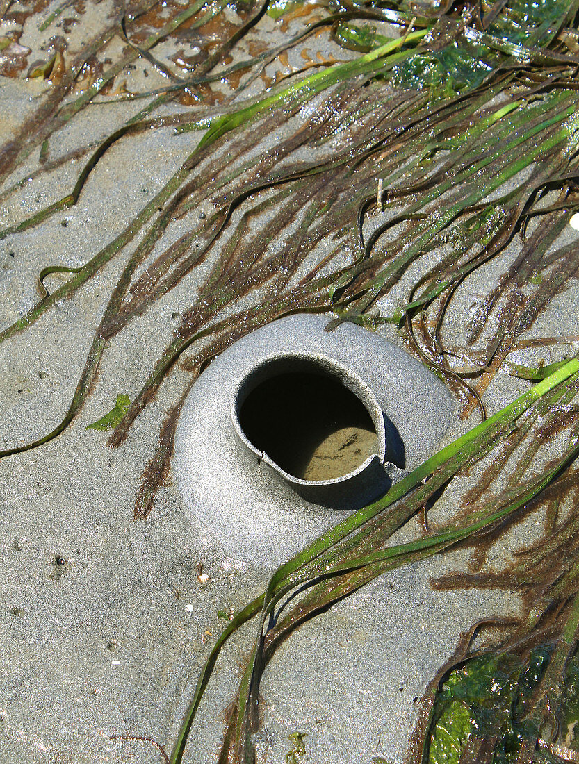Snail Egg Case and Eelgrass