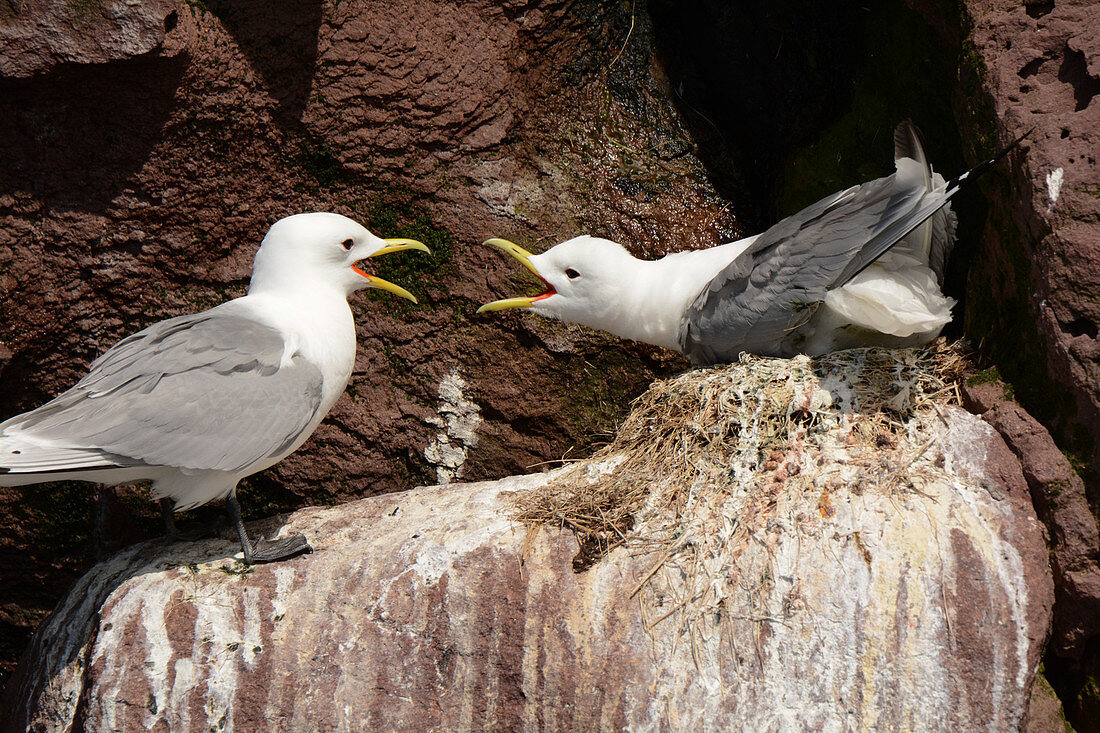 Black-legged Kittiwakes