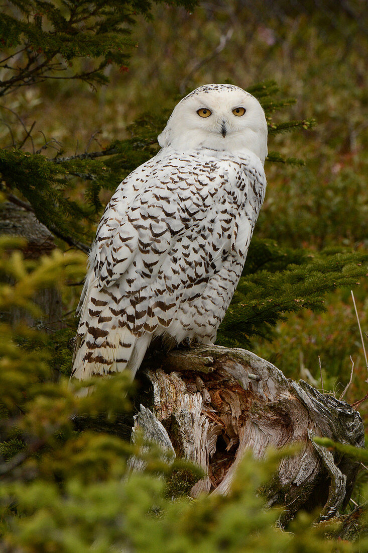 Snowy Owl, Canada