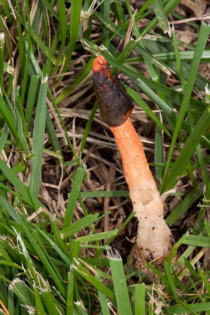 Dog Stinkhorn with Fly