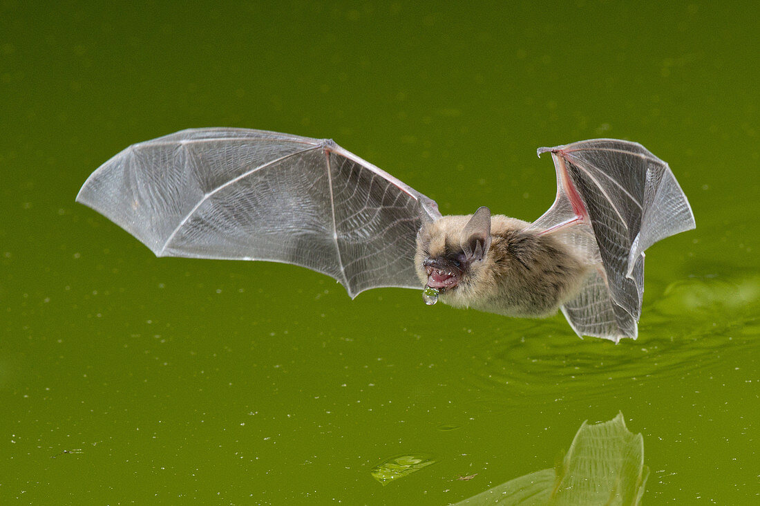 California Bat