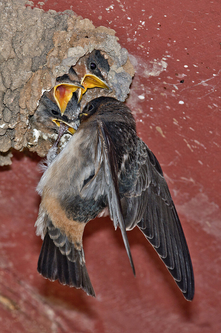Cliff Swallow at Nest