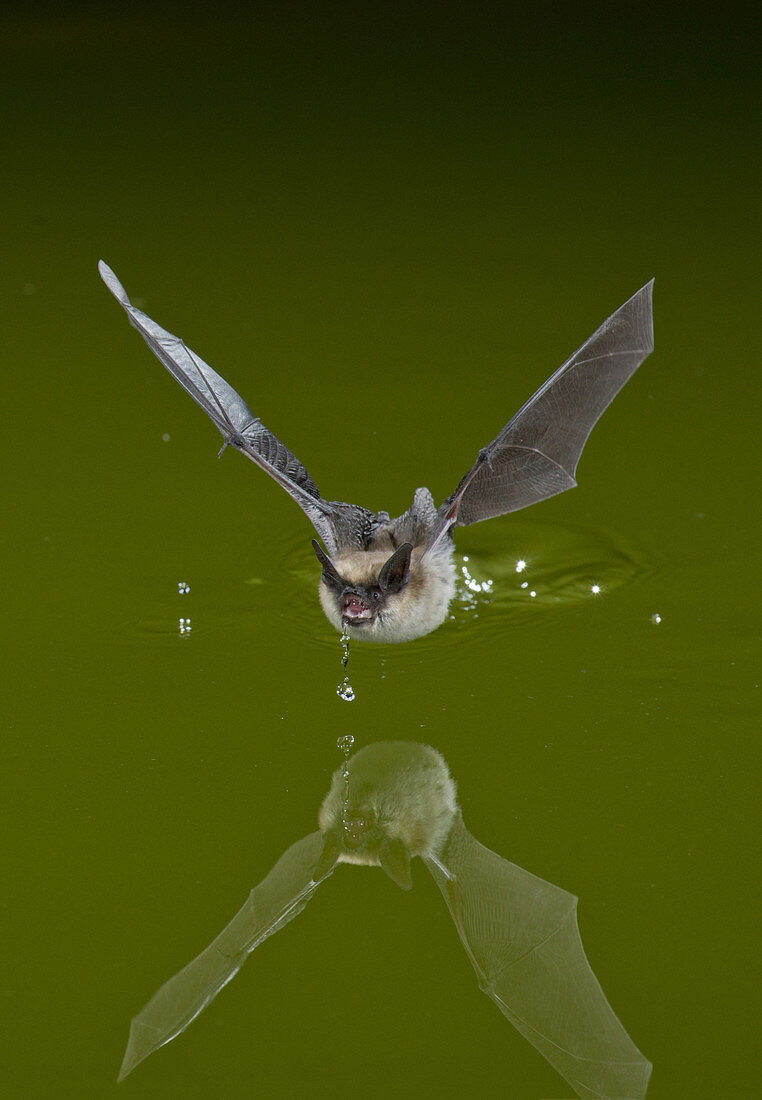 Western Long-eared Bat