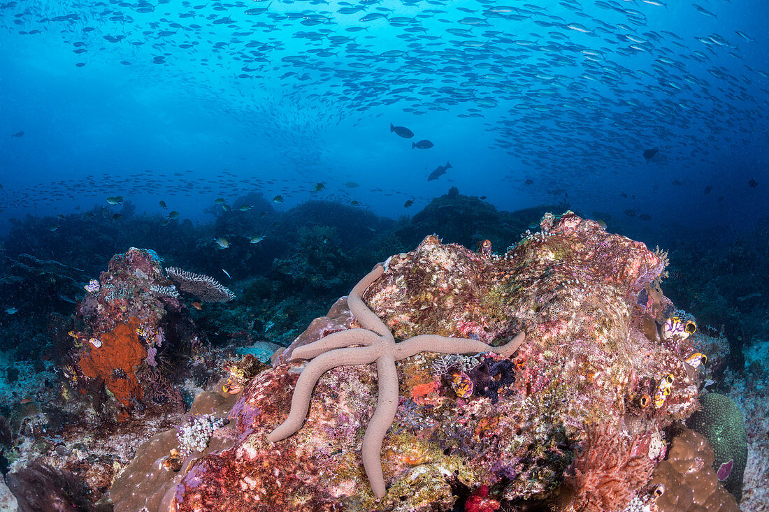 Blue Sea Star, Indonesia