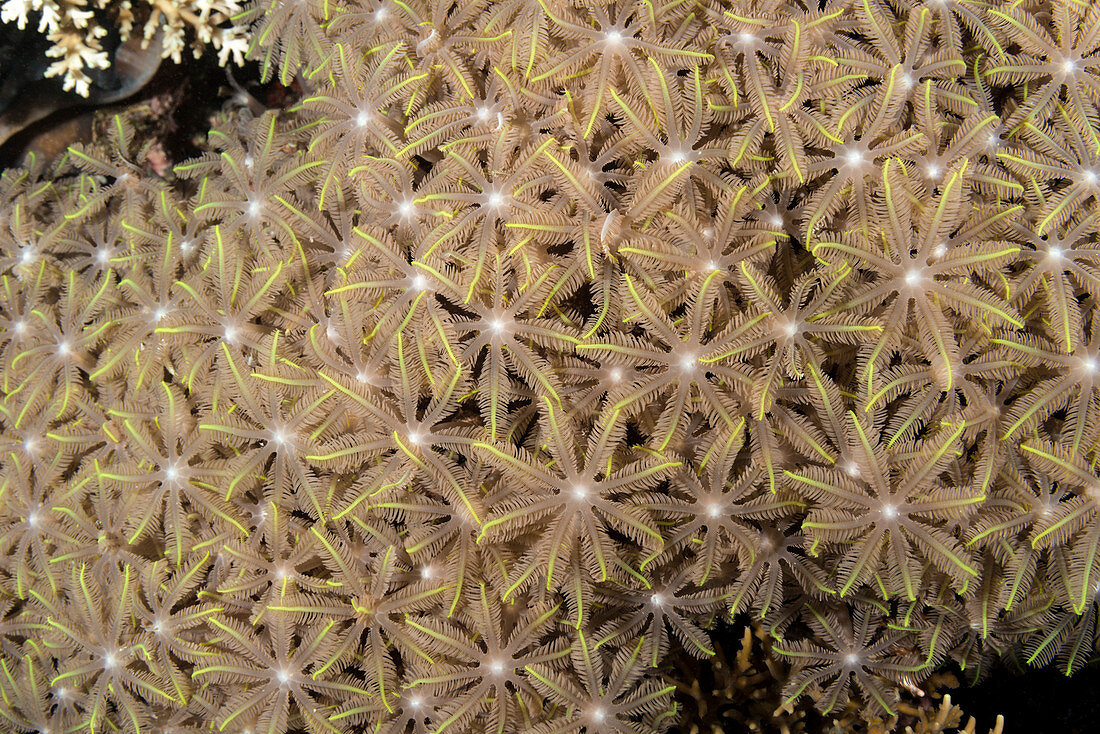 Clavularia Polyps, Indonesia