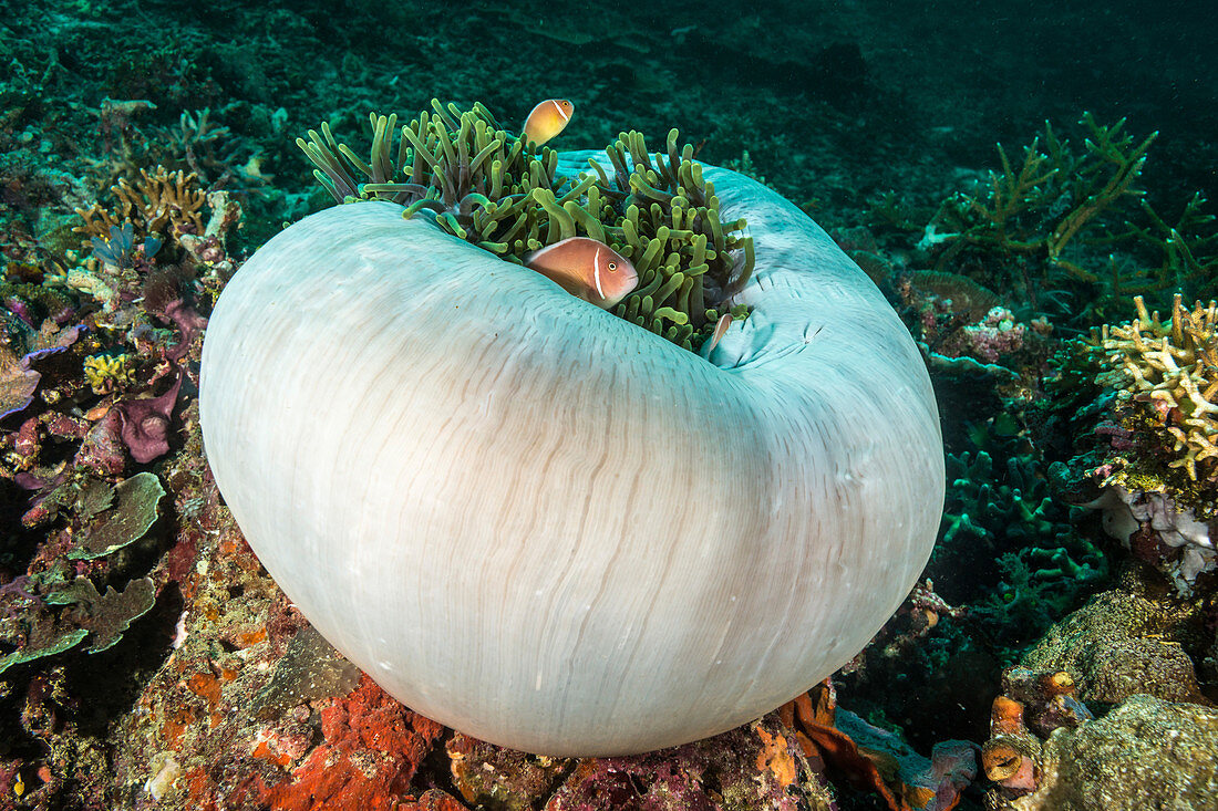 Pink Anemonefish in Anemone