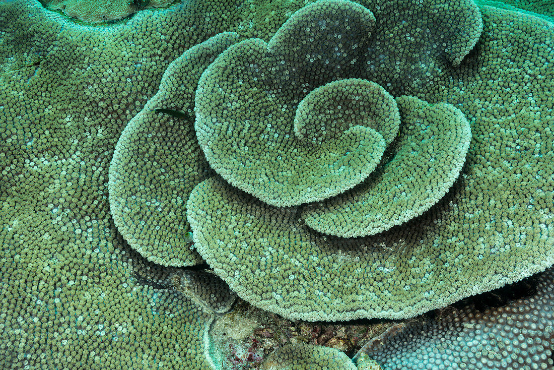 Turbinaria Coral, Indonesia