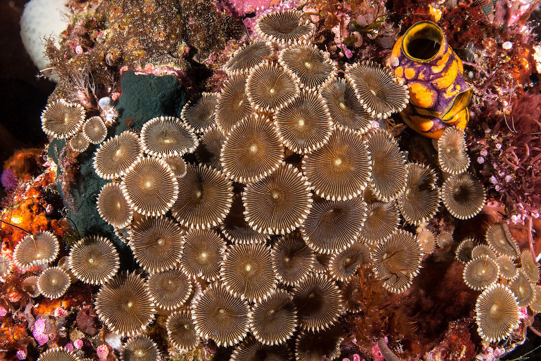 Zoanthids, Indonesia
