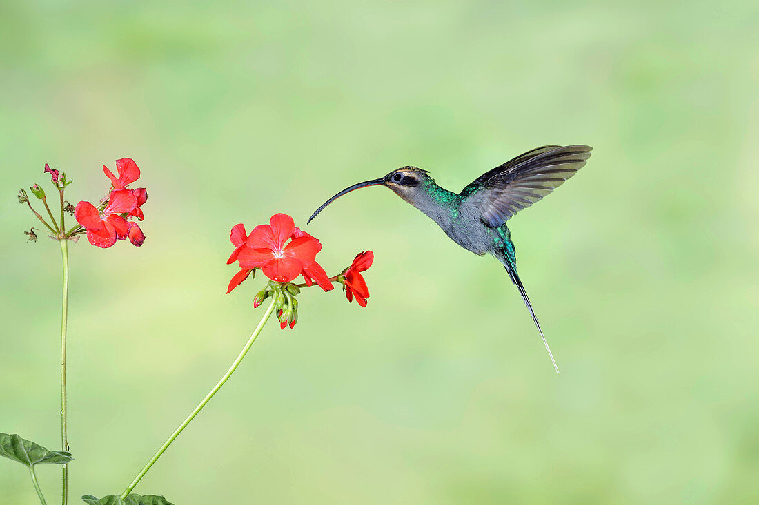 Female Green Hermit feeding on flowers