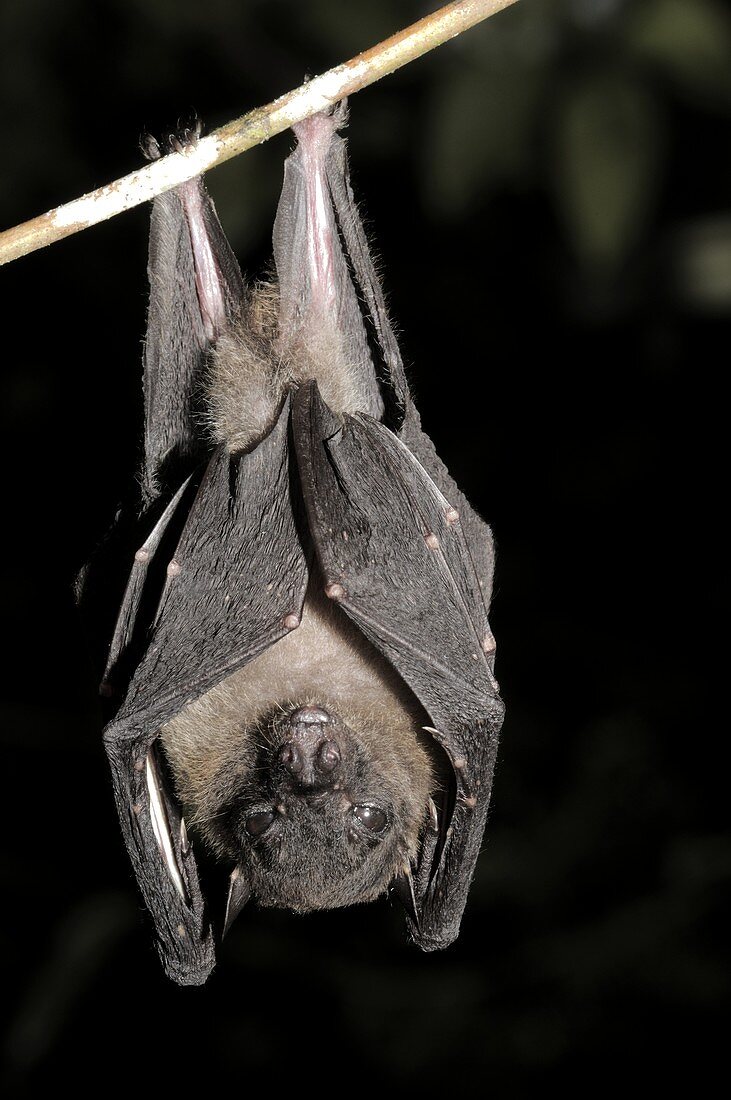 Spotted-winged Fruit bat