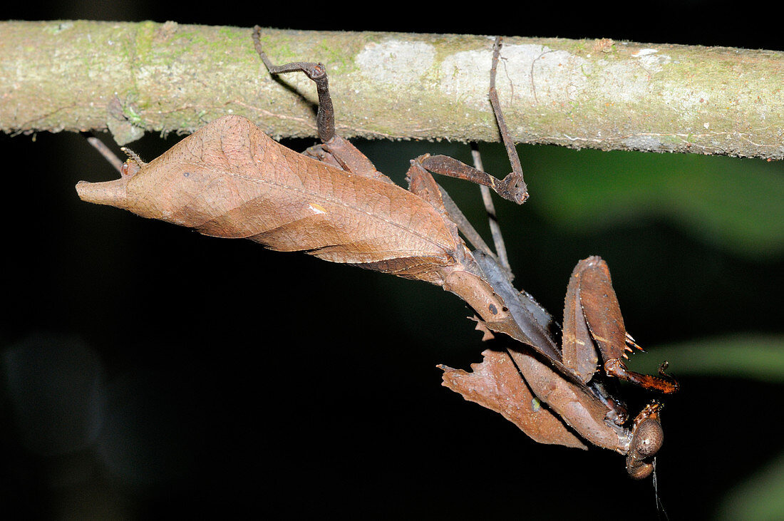 Dead leaf mantis, Malaysia
